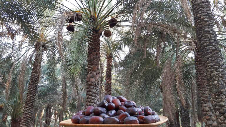 Iranian date palm a source of nutrition