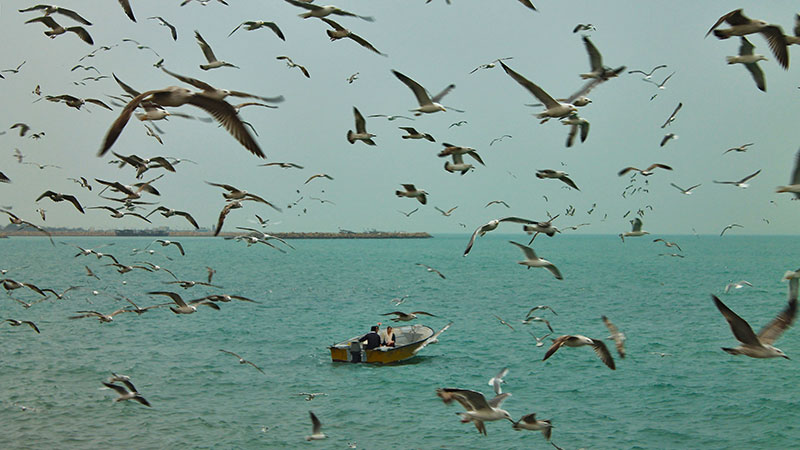 bushehr shore in the Persian Gulf