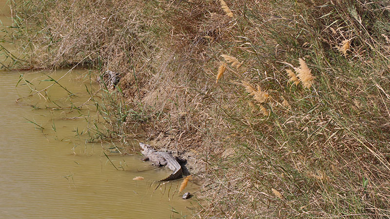 sarbaz river and marsh crocodiles