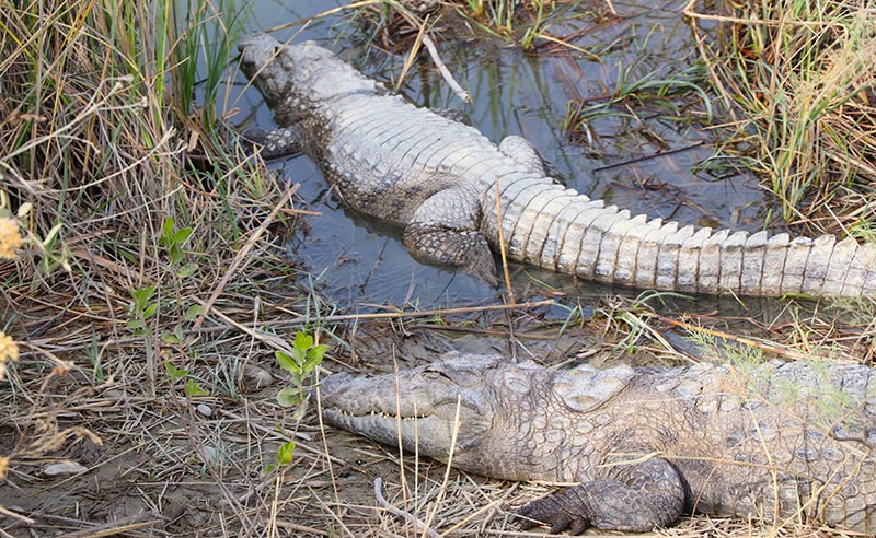 Gandou is the only Iranian crocodile