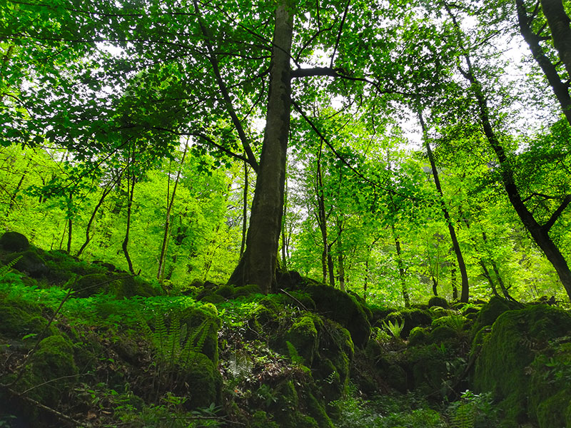 The Caspian Hyrcanian Forests of Northern Iran