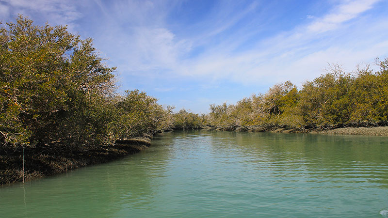 Harra mangrove forest in Qeshm