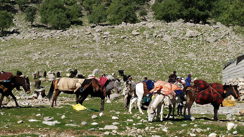 iran nomad seasonal migration