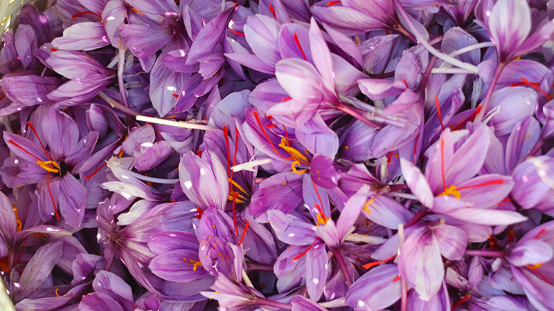 Saffron flowers from Iran saffron fields