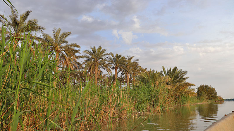 Iranian Palm tree garden, Nakhlestan