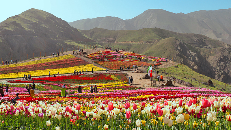 tulip garden in highlands of Alborz Mountains