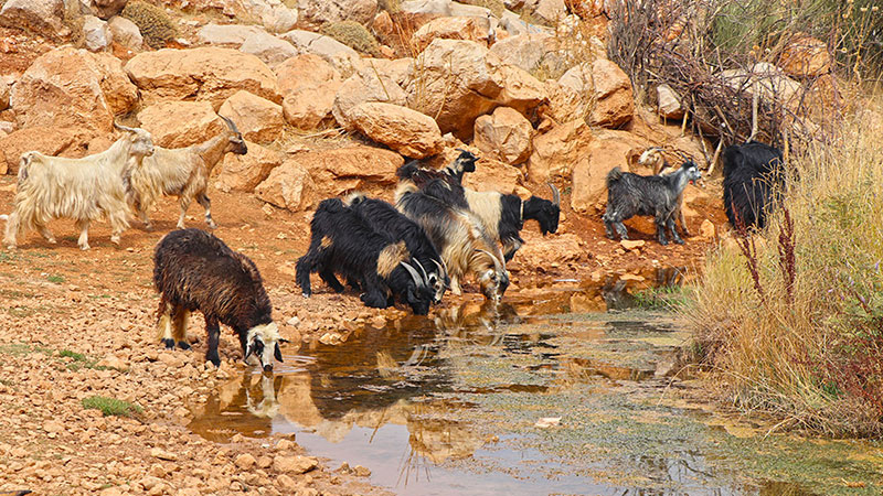 Iran Nomad flock in pasture