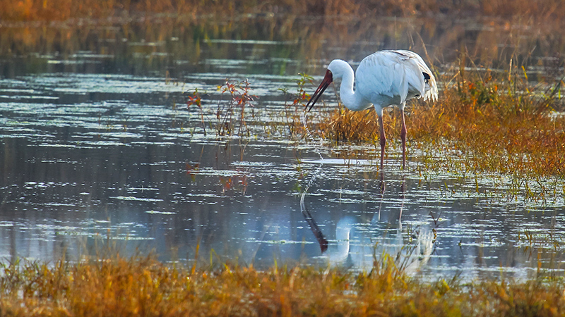 the last siberian white crane wintering in Iran