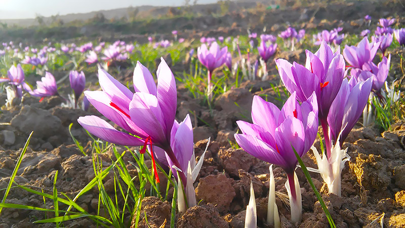 Saffron harvesting in Kashan