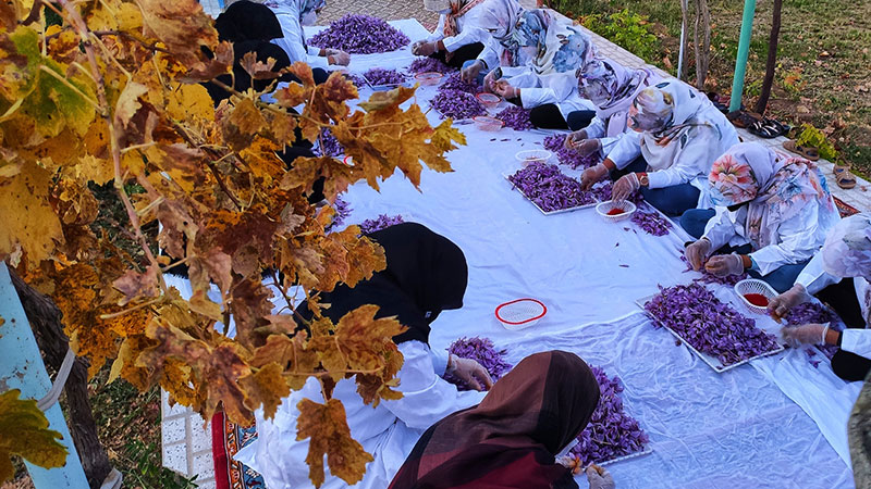 saffron is a culture in Iran, Khorasan