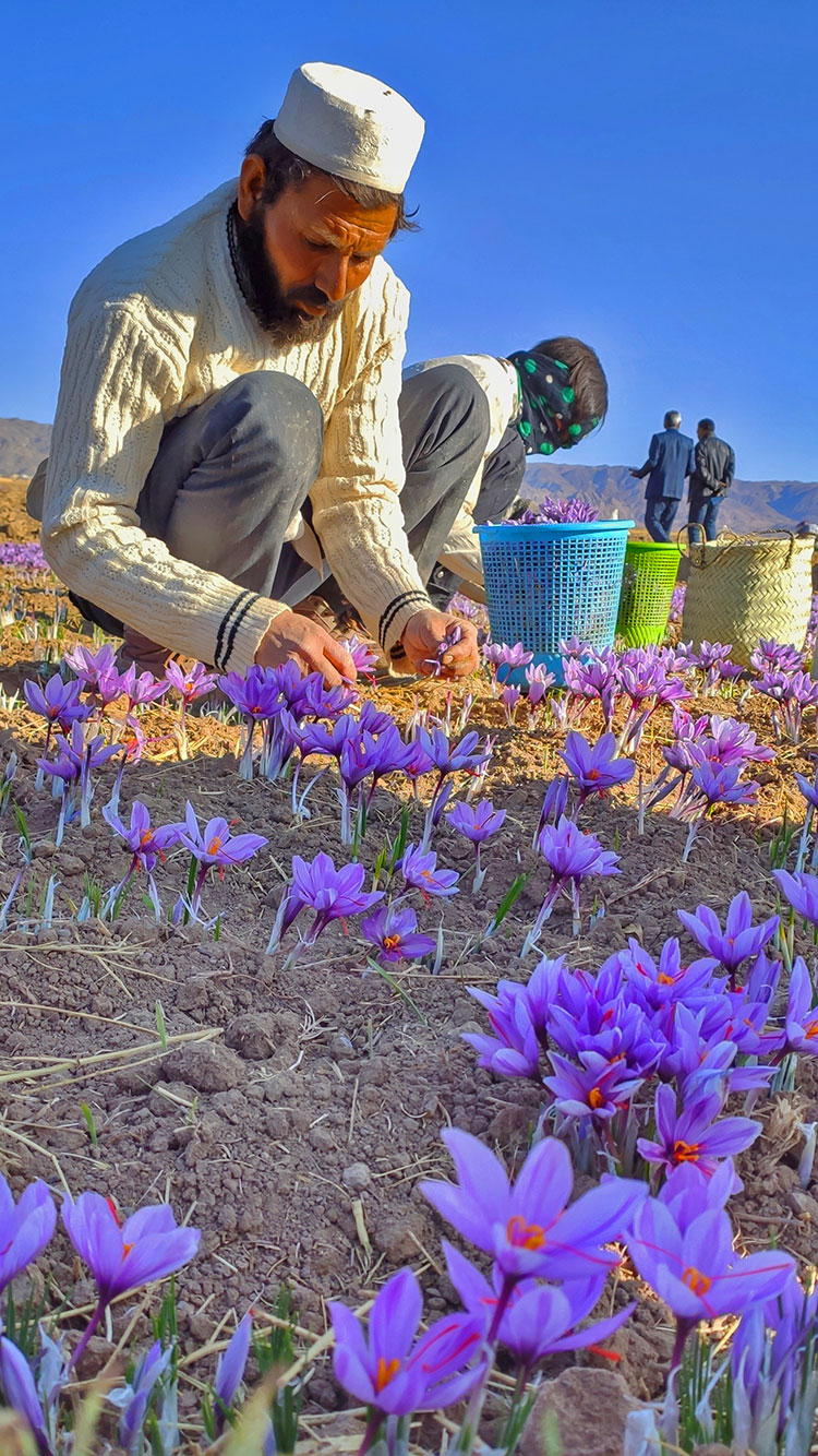 the Persian saffron is worth its weight in gold