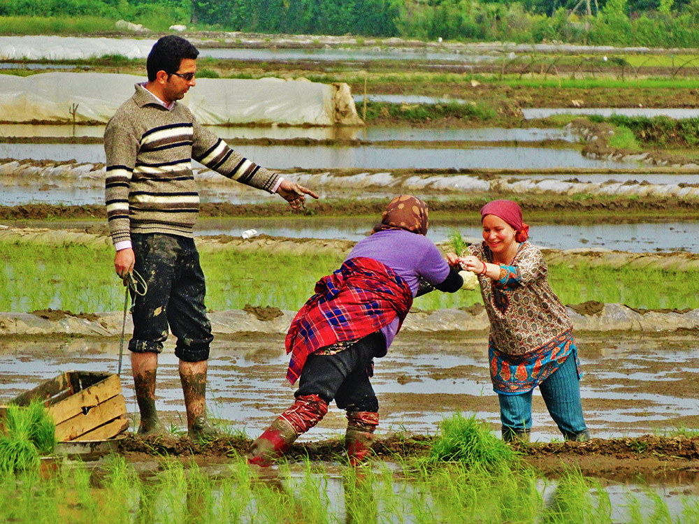 Shalikar women picking paddy rices 