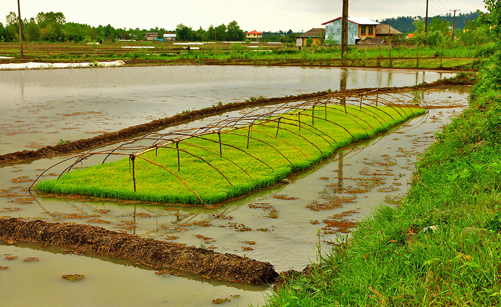  rice paddy field, Gilan province