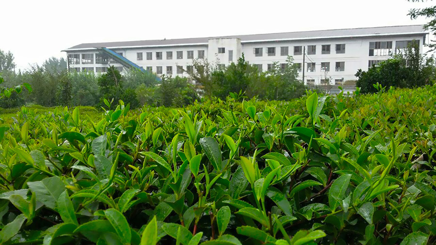 Iranian Tea garden and factory